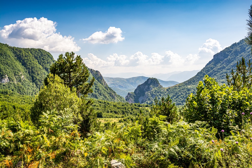 Lura-Dejes-Mt-National-Park-Albania-forest2